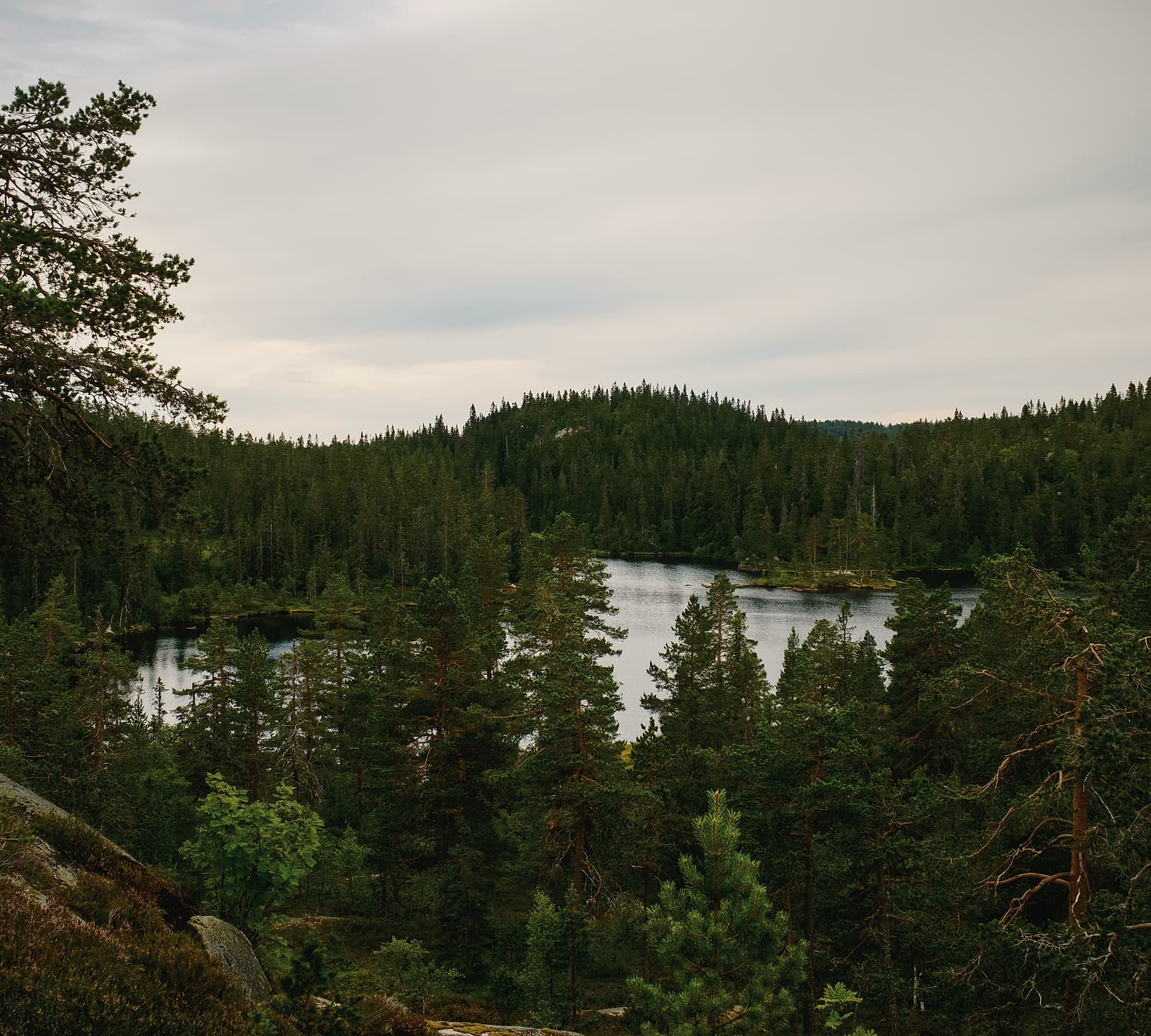 Sjö omgiven av tallskog en mulen dag