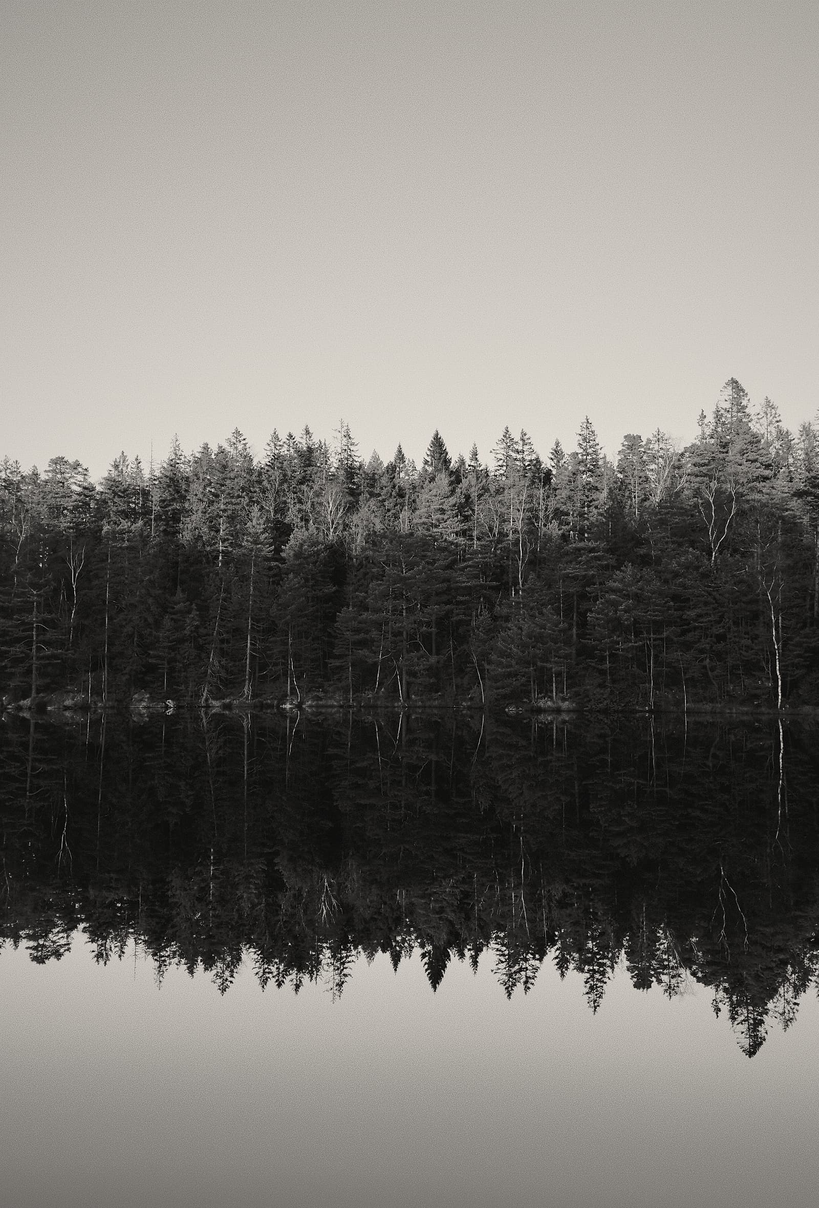 Granskog som speglas i en blank sjö